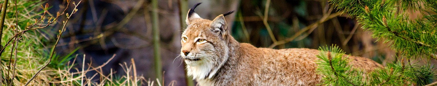 Lynx in woodland